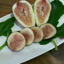 별빛농장 이미지