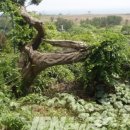 예래 본향당 이미지