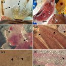 Discus의 아가미, 피부 및 소화관의 Acanthamoeba 이미지