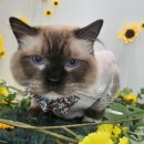 봄이오냥 이미지