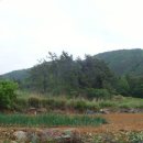 신지면-3 이미지