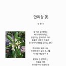 만리향 이미지