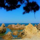 영덕바닷가솔밭펜션 이미지