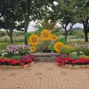 계양 아라온 꽃축제 저도 다녀왔습니다. 이미지