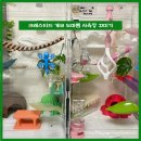 베이비송 | 크레스티드 게코 사육장 꾸미기 (크레팍스 캘리송 햄달 백업 구조물 후기)