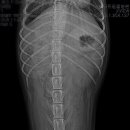 스마트동물병원 군자점 이미지