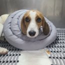 블레스동물메디컬센터 | 비글 여아 중성화 후기｜수술비용·관리·성격 변화 총정리