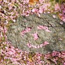 다시,봄 이미지