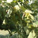 개암농장 이미지