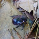 보라목장 이미지