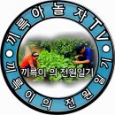 마늘밭 양파 밭 토양살충제 소독 .끼륵이의 전원일기 이미지