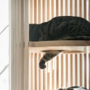MODERN CAT 네이버블로그