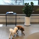 365동판교동물병원 이미지