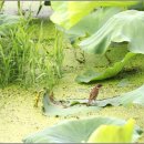 서일 농장 이미지