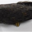 부산야생동물치료센터 이미지