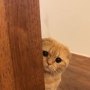 나만 없어 고양이 이미지