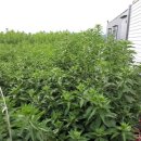 달맞이농장 이미지