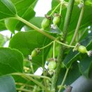 머루와 다래 이미지