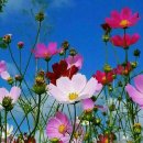 아름다운 이미지