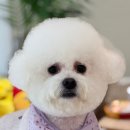 블루밍 펫 살롱 이미지