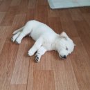 아리아리동동 이미지