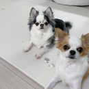 메트로펫 이미지