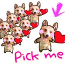 8코기네 이미지