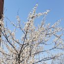 쌍용자동차 수지서비스프라자 이미지