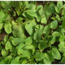 박정란농장 | [스크랩] 2017년 봄의 시작을 알리는 향기로운 유기농 취나물 예약판매합니다.