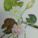 색연필 보타니컬 아트 이미지