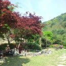 황룡뿌리(흑염소농장) 이미지