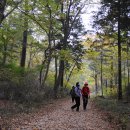대안사 경내 | (전남여행/곡성여행)동리산 태안사 여행. 봉황이 먹고 산다는 오동나무숲속-곡성 동리산 태안사 여행하기