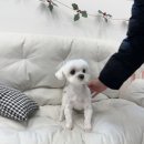 말티와 꼬꼬 | 미용 스트레스 없는 말티즈 1 cm 알머리컷 전체 미용 후기