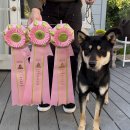 2026 Sacramento Kennel Club AKC Open Shows (Lodi, CA) 이미지