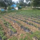 뽑기농장 이미지