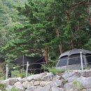 왕피천 숲속 캠핑장 | [경북 울진 / 왕피천숲속캠핑장 / C-1번 사이트] 방문 솔직 후기