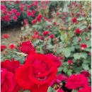 곡성-185 이미지