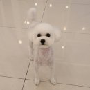 센트럴 펫살롱 이미지