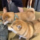 토품애 | [일본 유후인] 유후인 마메시바 카페, 유후인 카페, 유후인 놀거리, 내돈내산 후기