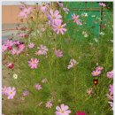 내기초 신영분교 이미지