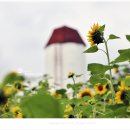 서울대학교 농업생명과학대학 실험목장 이미지