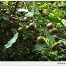 문배농장 이미지