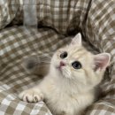 이안 캐터리 이미지