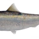 소갈딱지 이미지