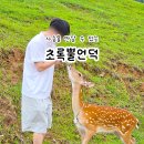 자유공간 사슴목장 | 강원도 태백 가볼만한곳 여행 코스 초록뿔언덕 사슴 목장