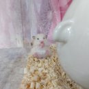 전주 햄스터 이미지