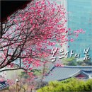매화나무두그루 이미지