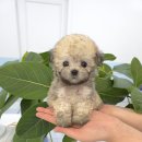꽃강아지 네이버블로그