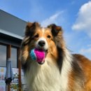 털로덮인 친구들 이미지