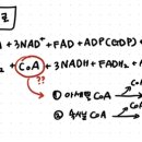 생화학 p22. TCA 회로 이미지